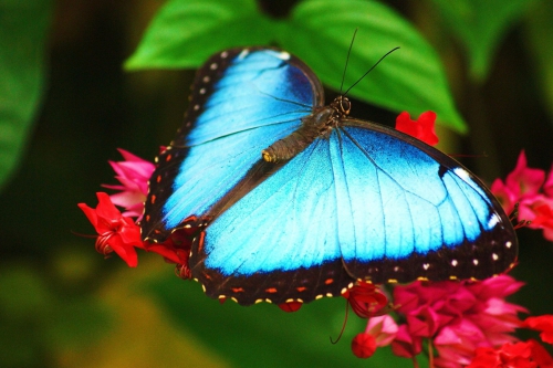 Синий цвет в природе