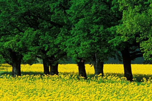 Желтый цвет в природе
